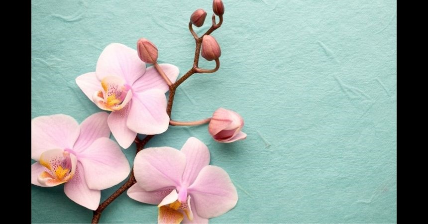 Orchids And Dandelions Dakota Boys And Girls Ranch